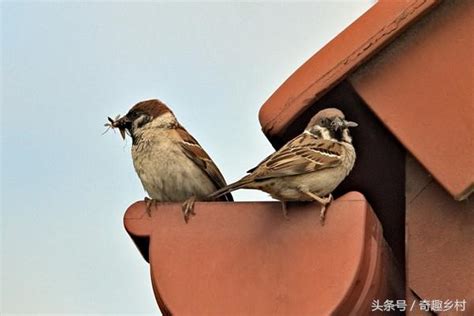 麻雀飛進家裡|麻雀是保護動物嗎？麻雀飛進家裡預示什麼？屋檐下麻。